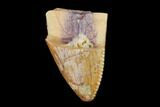 Bargain, Fossil Phytosaur Tooth - New Mexico #133307-1